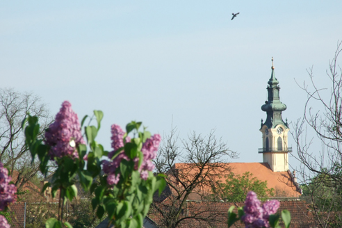 Evanielický kostol v Báčskom Petrovci na jar-Foto: Igor Bovdiš