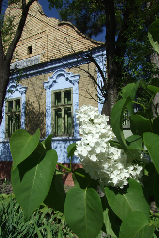 Orgován a  starý Slovenský dom v Báčskom Petrovci-Foto: Igor Bovdiš