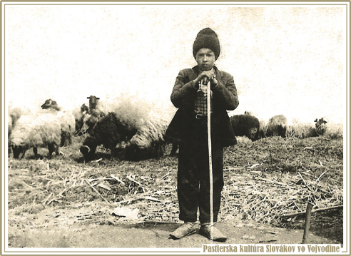 Víťazná fotografia. Sedemročný Ján Cesnak na pažiti stráži ovce, Vojlovica 1948. Fotografiu poskytla Alena Kulíková