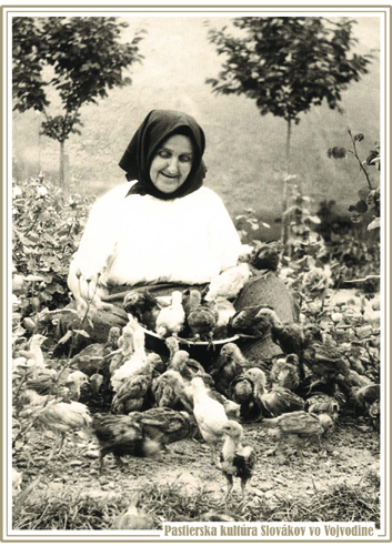 Anna Kardelisová chová kuriatka na salaši, Kysáč 1947. Fotografiu poskytla Zuzana Ďurovková