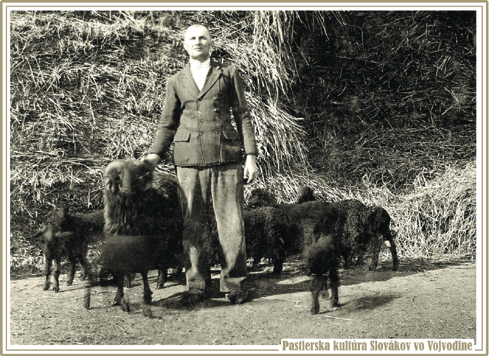 Pavel Kardelis pri chove astrigánových oviec na salaši, Kysáč 1930. Fotografiu poskytla Zuzana Ďurovková