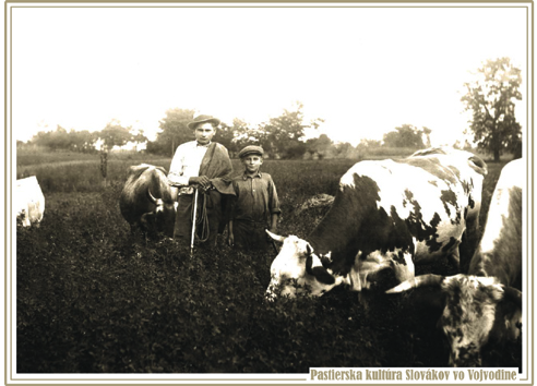 Samuel Medveď a Ondrej Struhár pasú kravy, na Varadínskej ceste v Petrovci v roku 1929. Fotografiu poskytla Zuzana Koruniaková