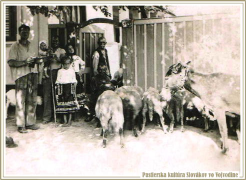 Návrat oviec z paše u Ondreja Rumana v Binguli koncom 30. rokov 20. storočia. Fotografiu poskytol Darko Bábeľa