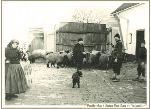Strihanie oviec u Rohárikov, Padina 1950. Fotografiu poskytla Ružena Kraticová