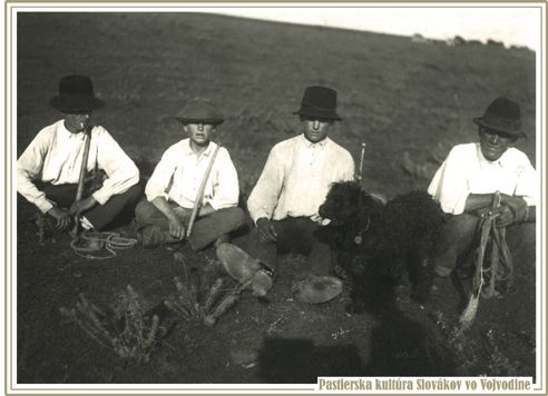Pastieri na pažiti, Stará Pazova 1929. Fotografiu poskytol Jaroslav Miklovic