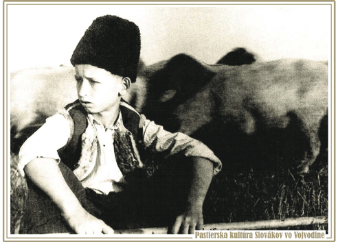 Ján Cesnak pasie ovce, Vojlovica 1950. Fotografiu poskytla Anna Kucháriková