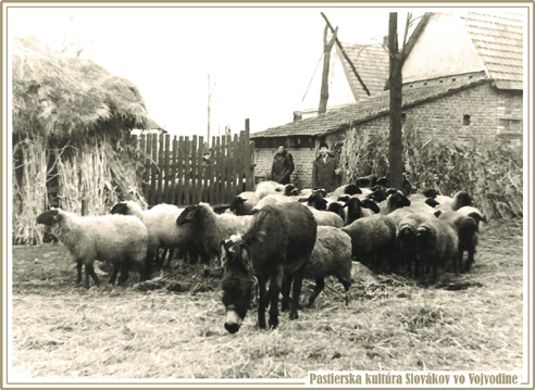 Martin Týr pasie ovce na Týrovom salaši, Pivnica 1965. Fotografiu poskytla Anna Čásarová