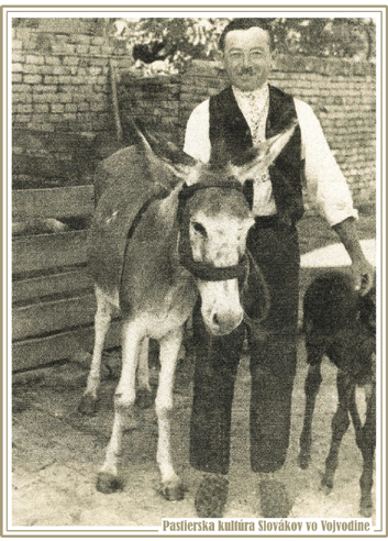  Pavel Spišjak vyháňa ovce na pašu, Vojlovica 1932. Fotografiu poskytla Anna Kucháriková