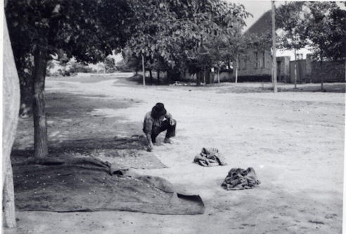 Zbieranie morulí na pálenie pálenky. Padina, 1966, Foto Múzeum Vojvodiny, Nový Sad