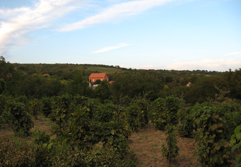 Starý vinohrad v lete