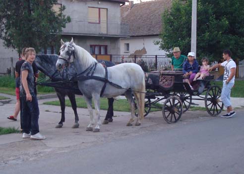 predvečerná jazda koní v Dobanovciach